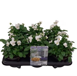 Afbeelding van Viola P12 New White